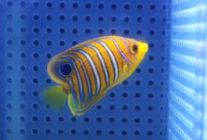 画像1: 【海水魚・ヤッコ】【通販】状態良好♪【モルディブ産】インドニシキヤッコ（Sサイズ）(個体販売）（±5cm）No.10（生体）(海水魚) (1)