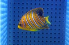 画像2: 【海水魚・ヤッコ】【通販】状態良好♪【モルディブ産】インドニシキヤッコ（Sサイズ）(個体販売）（±5cm）No.10（生体）(海水魚) (2)