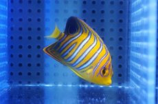 画像1: 【海水魚・ヤッコ】【通販】人工飼料OK♪【モルディブ産】インドニシキヤッコ（Sサイズ）(個体販売）（±5.5cm）No.11（生体）(海水魚) (1)
