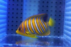 画像2: 【海水魚・ヤッコ】【通販】人工飼料OK♪【モルディブ産】インドニシキヤッコ（Sサイズ）(個体販売）（±5.5cm）No.11（生体）(海水魚) (2)