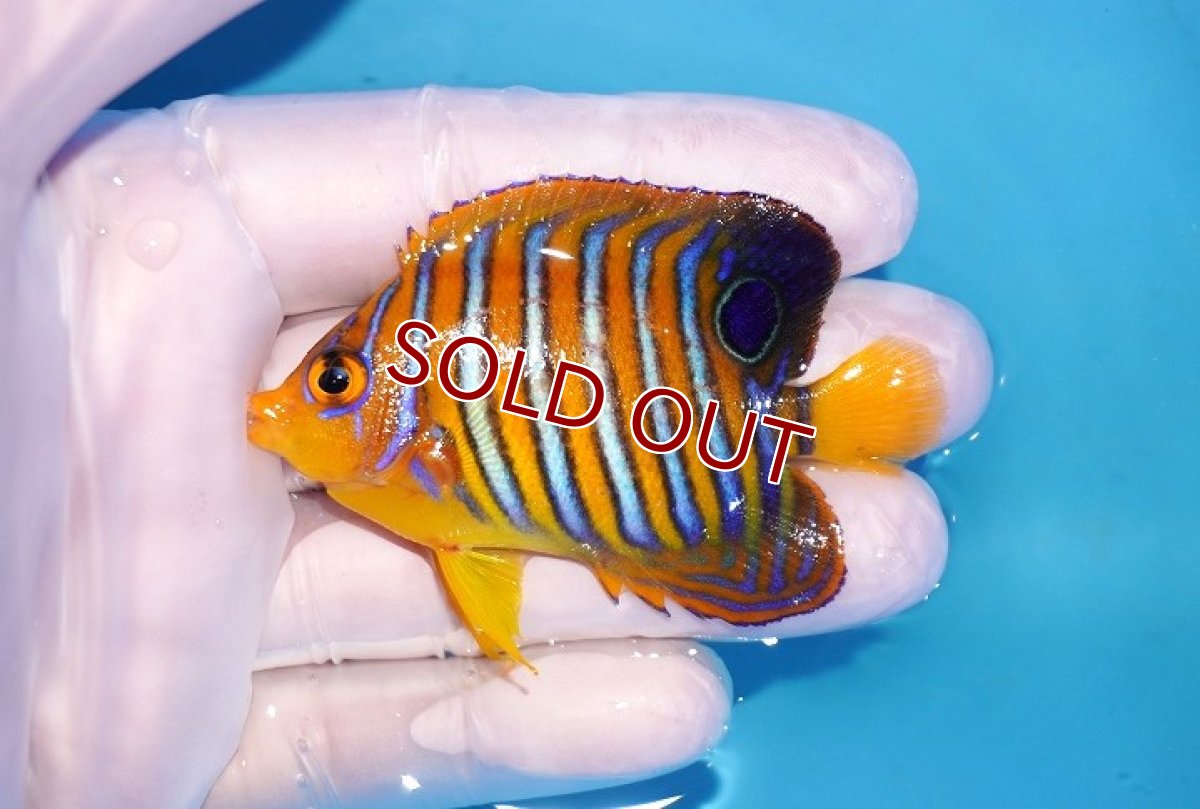 画像1: 【海水魚・ヤッコ】【通販】状態良好♪【モルディブ産】インドニシキヤッコ（SMサイズ）(個体販売）（±7cm）No.12（生体）(海水魚) (1)