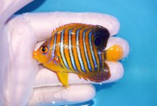 画像1: 【海水魚・ヤッコ】【通販】状態良好♪【モルディブ産】インドニシキヤッコ（SMサイズ）(個体販売）（±7cm）No.12（生体）(海水魚) (1)