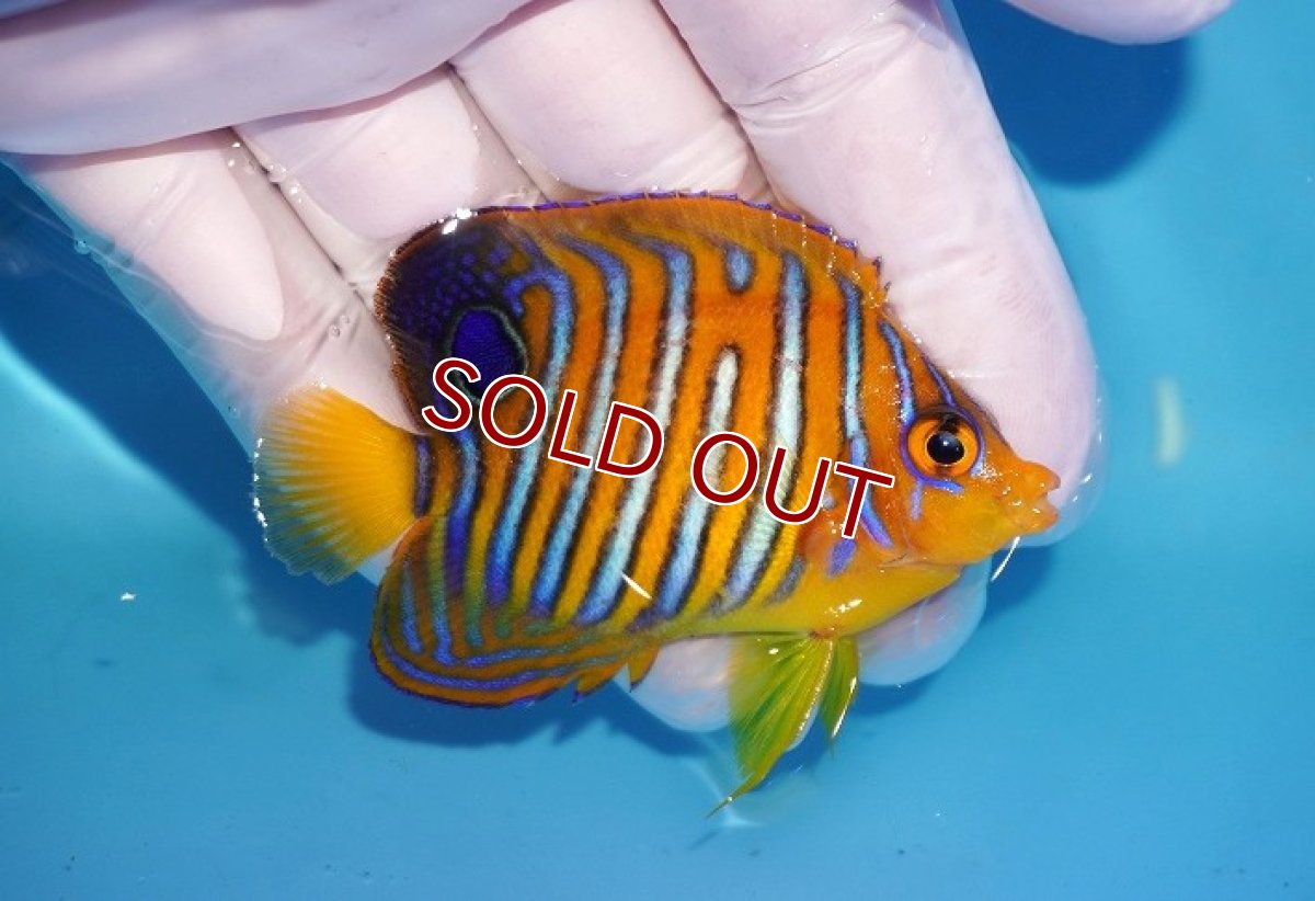 画像2: 【海水魚・ヤッコ】【通販】状態良好♪【モルディブ産】インドニシキヤッコ（SMサイズ）(個体販売）（±7cm）No.12（生体）(海水魚) (2)