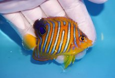 画像2: 【海水魚・ヤッコ】【通販】状態良好♪【モルディブ産】インドニシキヤッコ（SMサイズ）(個体販売）（±7cm）No.12（生体）(海水魚) (2)