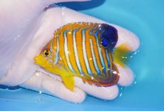 画像1: 【海水魚・ヤッコ】【通販】状態良好♪【モルディブ産】インドニシキヤッコ（Mサイズ）(個体販売）（±8cm）No.13（生体）(海水魚) (1)