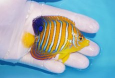 画像2: 【海水魚・ヤッコ】【通販】状態良好♪【モルディブ産】インドニシキヤッコ（Mサイズ）(個体販売）（±8cm）No.13（生体）(海水魚) (2)