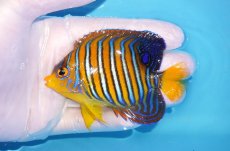 画像1: 【海水魚・ヤッコ】【通販】状態良好♪【モルディブ産】インドニシキヤッコ（Mサイズ）(個体販売）（±9cm）No.14（生体）(海水魚) (1)