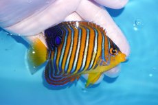 画像2: 【海水魚・ヤッコ】【通販】状態良好♪【モルディブ産】インドニシキヤッコ（Mサイズ）(個体販売）（±9cm）No.14（生体）(海水魚) (2)