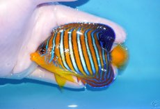 画像1: 【海水魚・ヤッコ】【通販】状態良好♪【モルディブ産】インドニシキヤッコ（Mサイズ）(個体販売）（±9cm）No.15（生体）(海水魚) (1)