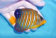 画像2: 【海水魚・ヤッコ】【通販】状態良好♪【モルディブ産】インドニシキヤッコ（Mサイズ）(個体販売）（±9cm）No.15（生体）(海水魚) (2)