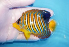 画像1: 【海水魚・ヤッコ】【通販】状態良好♪【モルディブ産】インドニシキヤッコ（Mサイズ）(個体販売）（±9cm）No.16（生体）(海水魚) (1)