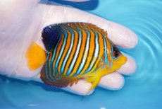 画像2: 【海水魚・ヤッコ】【通販】状態良好♪【モルディブ産】インドニシキヤッコ（Mサイズ）(個体販売）（±9cm）No.16（生体）(海水魚) (2)