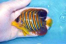 画像1: 【海水魚・ヤッコ】【通販】状態良好♪【モルディブ産】インドニシキヤッコ（Mサイズ）(個体販売）（±9.5cm）No.17（生体）(海水魚) (1)