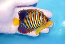画像2: 【海水魚・ヤッコ】【通販】状態良好♪【モルディブ産】インドニシキヤッコ（Mサイズ）(個体販売）（±9.5cm）No.17（生体）(海水魚) (2)