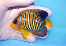 画像1: 【海水魚・ヤッコ】【通販】状態良好♪【モルディブ産】インドニシキヤッコ（Mサイズ）(個体販売）（±8.5cm）No.18（生体）(海水魚) (1)