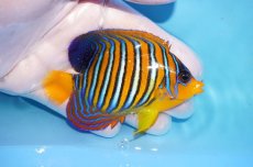 画像2: 【海水魚・ヤッコ】【通販】状態良好♪【モルディブ産】インドニシキヤッコ（Mサイズ）(個体販売）（±8.5cm）No.18（生体）(海水魚) (2)