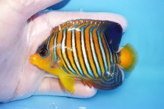 画像1: 【海水魚・ヤッコ】【通販】状態良好♪【モルディブ産】インドニシキヤッコ（Mサイズ）(個体販売）（±9.5cm）No.19（生体）(海水魚) (1)