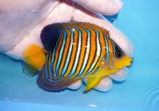 画像2: 【海水魚・ヤッコ】【通販】状態良好♪【モルディブ産】インドニシキヤッコ（Mサイズ）(個体販売）（±9.5cm）No.19（生体）(海水魚) (2)