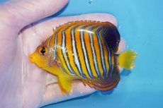 画像1: 【海水魚・ヤッコ】【通販】状態良好♪【モルディブ産】インドニシキヤッコ（Mサイズ）(個体販売）（±9cm）No.20（生体）(海水魚) (1)