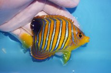 画像2: 【海水魚・ヤッコ】【通販】状態良好♪【モルディブ産】インドニシキヤッコ（Mサイズ）(個体販売）（±9cm）No.20（生体）(海水魚) (2)