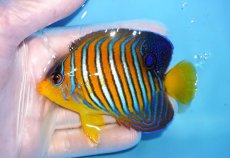 画像1: 【海水魚・ヤッコ】【通販】状態良好♪【モルディブ産】インドニシキヤッコ（Mサイズ）(個体販売）（±9cm）No.21（生体）(海水魚) (1)