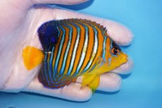 画像2: 【海水魚・ヤッコ】【通販】状態良好♪【モルディブ産】インドニシキヤッコ（Mサイズ）(個体販売）（±9cm）No.21（生体）(海水魚) (2)