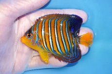 画像1: 【海水魚・ヤッコ】【通販】状態良好♪【モルディブ産】インドニシキヤッコ（Mサイズ）(個体販売）（±9cm）No.22（生体）(海水魚) (1)