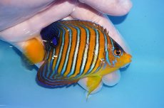 画像2: 【海水魚・ヤッコ】【通販】状態良好♪【モルディブ産】インドニシキヤッコ（Mサイズ）(個体販売）（±9cm）No.22（生体）(海水魚) (2)
