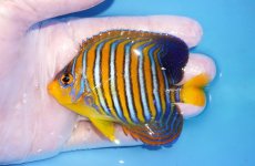 画像1: 【海水魚・ヤッコ】【通販】状態良好♪【モルディブ産】インドニシキヤッコ（Mサイズ）(個体販売）（±9cm）No.23（生体）(海水魚) (1)