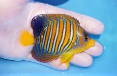 画像2: 【海水魚・ヤッコ】【通販】状態良好♪【モルディブ産】インドニシキヤッコ（Mサイズ）(個体販売）（±9cm）No.23（生体）(海水魚) (2)