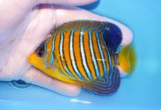 画像1: 【海水魚・ヤッコ】【通販】状態良好♪【モルディブ産】インドニシキヤッコ（Mサイズ）(個体販売）（±9cm）No.24（生体）(海水魚) (1)