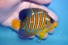 画像2: 【海水魚・ヤッコ】【通販】状態良好♪【モルディブ産】インドニシキヤッコ（Mサイズ）(個体販売）（±9cm）No.24（生体）(海水魚) (2)