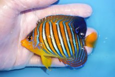 画像1: 【海水魚・ヤッコ】【通販】状態良好♪【モルディブ産】インドニシキヤッコ（Mサイズ）(個体販売）（±9.5cm）No.25（生体）(海水魚) (1)