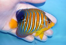 画像2: 【海水魚・ヤッコ】【通販】状態良好♪【モルディブ産】インドニシキヤッコ（Mサイズ）(個体販売）（±9.5cm）No.25（生体）(海水魚) (2)