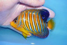 画像1: 【海水魚・ヤッコ】【通販】状態良好♪【モルディブ産】インドニシキヤッコ（MLサイズ）(個体販売）（±10.5cm）No.26（生体）(海水魚) (1)