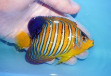画像2: 【海水魚・ヤッコ】【通販】状態良好♪【モルディブ産】インドニシキヤッコ（MLサイズ）(個体販売）（±10.5cm）No.26（生体）(海水魚) (2)