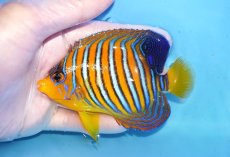 画像1: 【海水魚・ヤッコ】【通販】状態良好♪【モルディブ産】インドニシキヤッコ（MLサイズ）(個体販売）（±10.5cm）No.27（生体）(海水魚) (1)