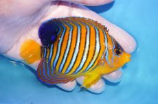 画像2: 【海水魚・ヤッコ】【通販】状態良好♪【モルディブ産】インドニシキヤッコ（MLサイズ）(個体販売）（±10.5cm）No.27（生体）(海水魚) (2)