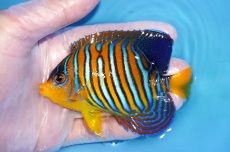 画像1: 【海水魚・ヤッコ】【通販】状態良好♪【モルディブ産】インドニシキヤッコ（MLサイズ）(個体販売）（±10.5cm）No.28（生体）(海水魚) (1)