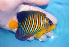 画像2: 【海水魚・ヤッコ】【通販】状態良好♪【モルディブ産】インドニシキヤッコ（MLサイズ）(個体販売）（±10.5cm）No.28（生体）(海水魚) (2)