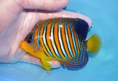 画像1: 【海水魚・ヤッコ】【通販】状態良好♪【モルディブ産】インドニシキヤッコ（MLサイズ）(個体販売）（±10.5cm）No.29（生体）(海水魚) (1)
