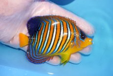 画像2: 【海水魚・ヤッコ】【通販】状態良好♪【モルディブ産】インドニシキヤッコ（MLサイズ）(個体販売）（±10.5cm）No.29（生体）(海水魚) (2)