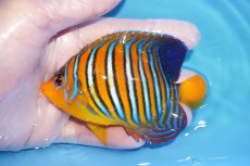 画像1: 【海水魚・ヤッコ】【通販】状態良好♪【モルディブ産】インドニシキヤッコ（MLサイズ）(個体販売）（±10.5cm）No.30（生体）(海水魚) (1)