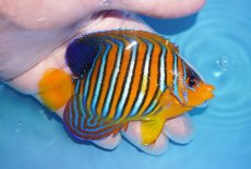 画像2: 【海水魚・ヤッコ】【通販】状態良好♪【モルディブ産】インドニシキヤッコ（MLサイズ）(個体販売）（±10.5cm）No.30（生体）(海水魚) (2)