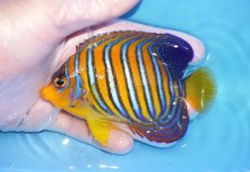 画像1: 【海水魚・ヤッコ】【通販】状態良好♪【モルディブ産】インドニシキヤッコ（MLサイズ）(個体販売）（±10.5cm）No.31（生体）(海水魚) (1)