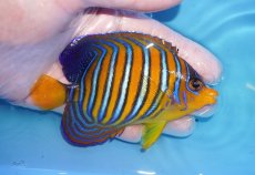 画像2: 【海水魚・ヤッコ】【通販】状態良好♪【モルディブ産】インドニシキヤッコ（MLサイズ）(個体販売）（±10.5cm）No.31（生体）(海水魚) (2)