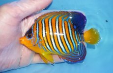 画像1: 【海水魚・ヤッコ】【通販】状態良好♪【モルディブ産】インドニシキヤッコ（MLサイズ）(個体販売）（±11cm）No.32（生体）(海水魚) (1)