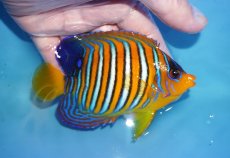 画像2: 【海水魚・ヤッコ】【通販】状態良好♪【モルディブ産】インドニシキヤッコ（MLサイズ）(個体販売）（±11cm）No.32（生体）(海水魚) (2)