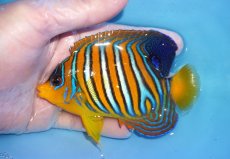 画像1: 【海水魚・ヤッコ】【通販】状態良好♪【モルディブ産】インドニシキヤッコ（MLサイズ）(個体販売）（±11cm）No.33（生体）(海水魚) (1)