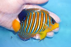 画像2: 【海水魚・ヤッコ】【通販】状態良好♪【モルディブ産】インドニシキヤッコ（MLサイズ）(個体販売）（±11cm）No.33（生体）(海水魚) (2)